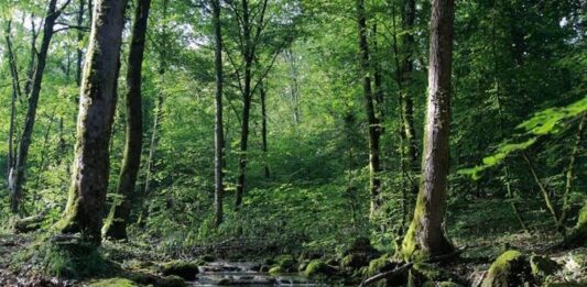 El rol crucial de los bosques en la existencia cotidiana del ser humano