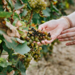 NASA ayuda a detectar enfermedades en uvas vinícolas desde los cielos de California