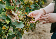 NASA ayuda a detectar enfermedades en uvas vinícolas desde los cielos de California