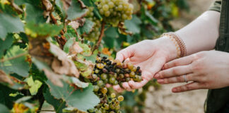 NASA ayuda a detectar enfermedades en uvas vinícolas desde los cielos de California