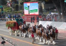 Desfile de las Rosas 2024 estos son los grupos ecuestres que participaran en el evento