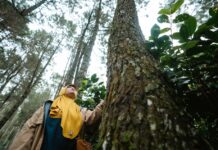 Silvicultura social como las comunidades asumen la gestión de sus bosques