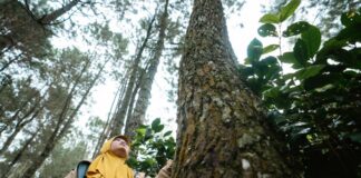 Silvicultura social como las comunidades asumen la gestión de sus bosques