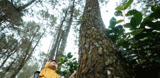 Silvicultura social como las comunidades asumen la gestión de sus bosques