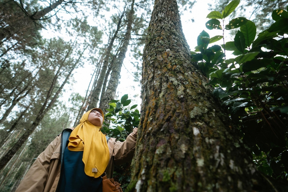 Silvicultura social como las comunidades asumen la gestión de sus bosques