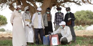 Un bioplaguicida natural ayuda a estos agricultores a controlar una plaga en forma sostenible