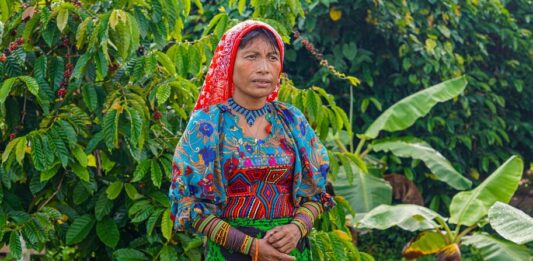 Cómo el café mejora las condiciones de vida de comunidades indigenas en Panamá