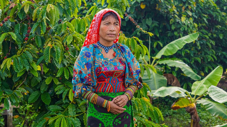 Cómo el café mejora las condiciones de vida de comunidades indigenas en Panamá