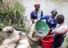 El bagre un negocio que ayuda a alimentar país más poblado de África
