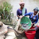 El bagre un negocio que ayuda a alimentar país más poblado de África