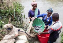El bagre un negocio que ayuda a alimentar país más poblado de África