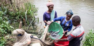 El bagre un negocio que ayuda a alimentar país más poblado de África