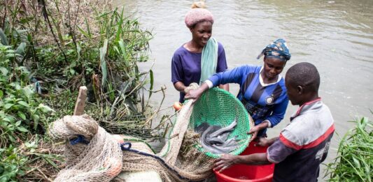 El bagre un negocio que ayuda a alimentar país más poblado de África
