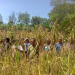 Las formas en que la agricultura de conservación mejora la productividad del terreno