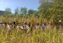 Las formas en que la agricultura de conservación mejora la productividad del terreno