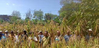 Las formas en que la agricultura de conservación mejora la productividad del terreno