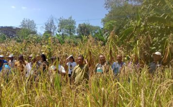 Las formas en que la agricultura de conservación mejora la productividad del terreno