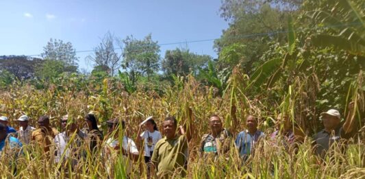 Las formas en que la agricultura de conservación mejora la productividad del terreno