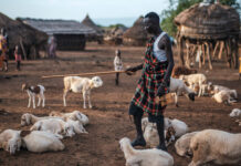 Cómo la innovación solar ayuda a estos ganaderos a superar las adversidades