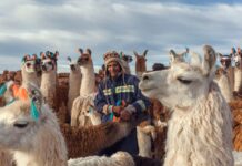 Los camélidos guardianes ancestrales de desiertos y altiplanos