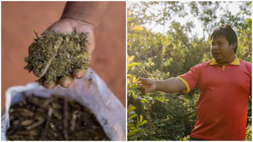 Protegiendo el pulmón verde el rol de la yerba mate en la vida de los Ava Guaraní
