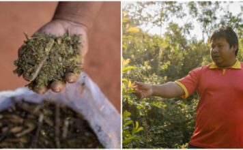 Protegiendo el pulmón verde el rol de la yerba mate en la vida de los Ava Guaraní