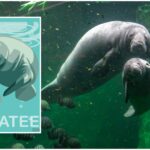 Celebrando la vida acuática USPS dedica sello para la defensa de los manatíes