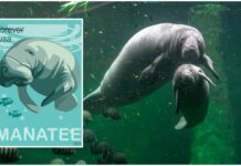 Celebrando la vida acuática USPS dedica sello para la defensa de los manatíes