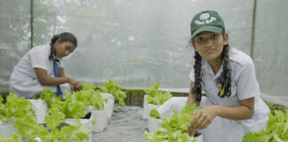 Habilidades empresariales desde el jardín el impacto educativo de los huertos escolares