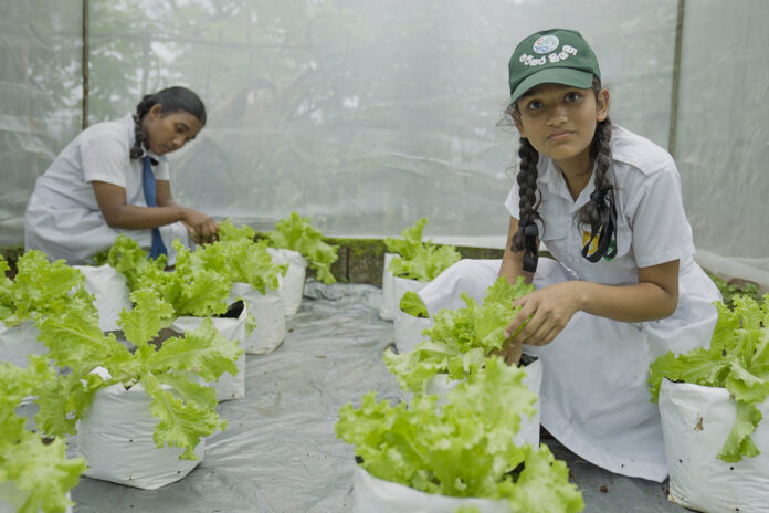 Habilidades empresariales desde el jardín el impacto educativo de los huertos escolares 2 Habilidades empresariales desde el jardín el impacto educativo de los huertos escolares