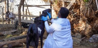 La red de protección esencial veterinarios en tiempos de crisis