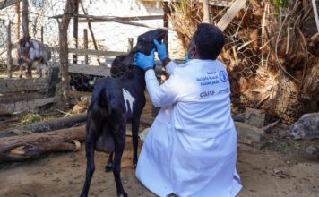 La red de protección esencial veterinarios en tiempos de crisis