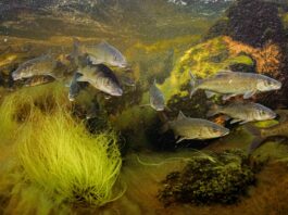 Especies bajo amenaza el descenso global de los peces migratorios de agua dulce