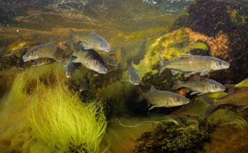 Especies bajo amenaza el descenso global de los peces migratorios de agua dulce