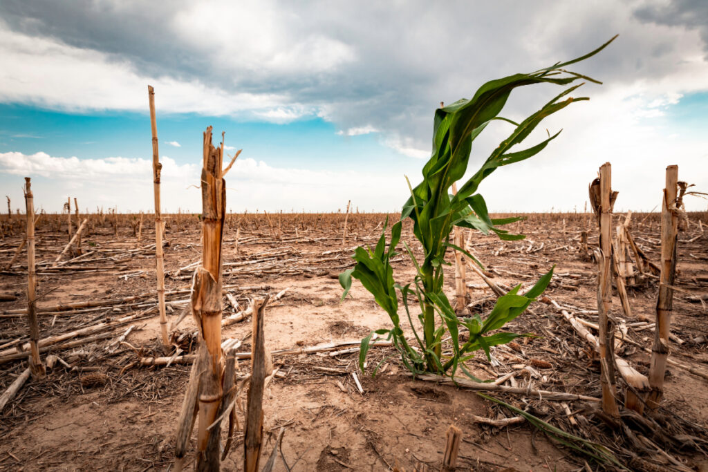2024 rompe récords climáticos y enciende alertas globales según la OMM