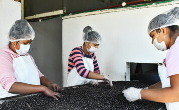 El poder del asaí biodiversidad, tradición y futuro en la Amazonía boliviana