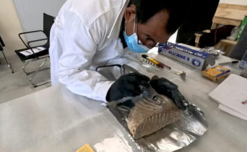 Científicos mexicanos revelan la