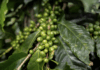 Costa Rica impulsa la agricultura sostenible con una inversión histórica de 140 millones de dólares