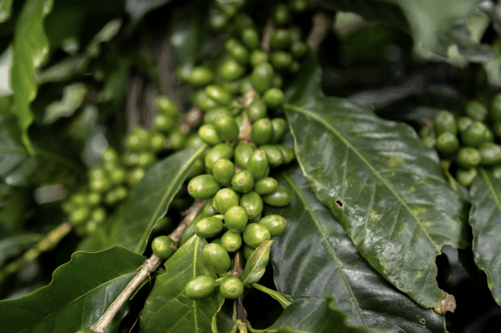 Costa Rica impulsa la agricultura sostenible con una inversión histórica de 140 millones de dólares
