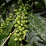 Costa Rica impulsa la agricultura sostenible con una inversión histórica de 140 millones de dólares