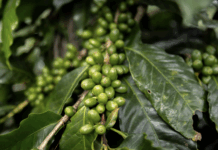 Costa Rica impulsa la agricultura sostenible con una inversión histórica de 140 millones de dólares