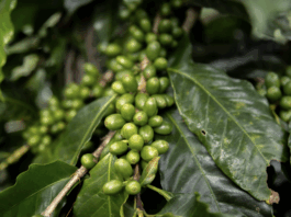 Costa Rica impulsa la agricultura sostenible con una inversión histórica de 140 millones de dólares