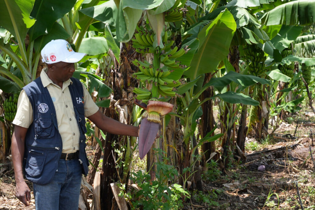 El combate de la sequía con subsolado técnica agrícola que revoluciona comunidades rurales