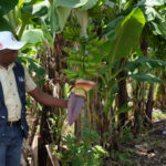 El combate de la sequía con subsolado técnica agrícola que revoluciona comunidades rurales
