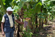 El combate de la sequía con subsolado técnica agrícola que revoluciona comunidades rurales