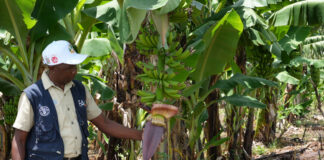 El combate de la sequía con subsolado técnica agrícola que revoluciona comunidades rurales
