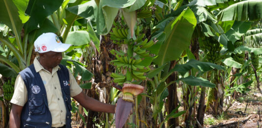 El combate de la sequía con subsolado técnica agrícola que revoluciona comunidades rurales