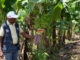 El combate de la sequía con subsolado técnica agrícola que revoluciona comunidades rurales