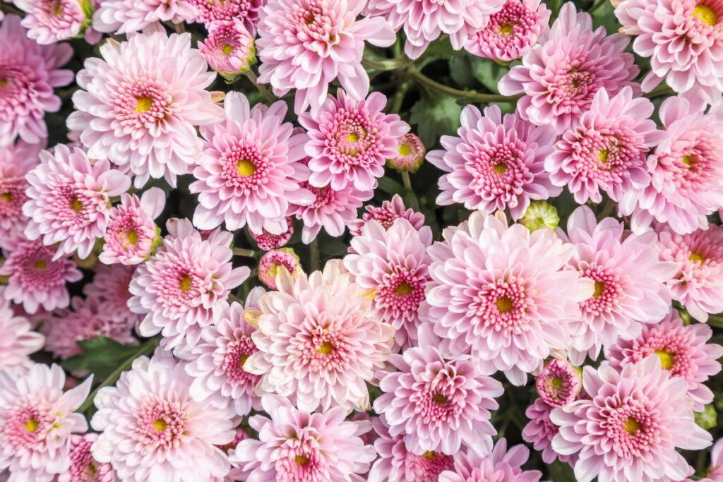 Flores en la frontera Lo que debes saber antes de cruzar por el Día de las Madres