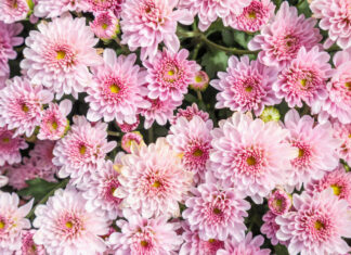 Flores en la frontera Lo que debes saber antes de cruzar por el Día de las Madres